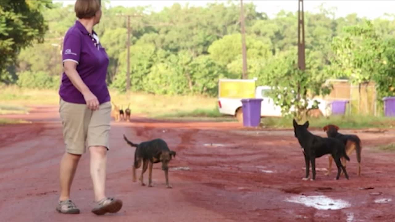 A Guide to Working with Remote Community Dogs