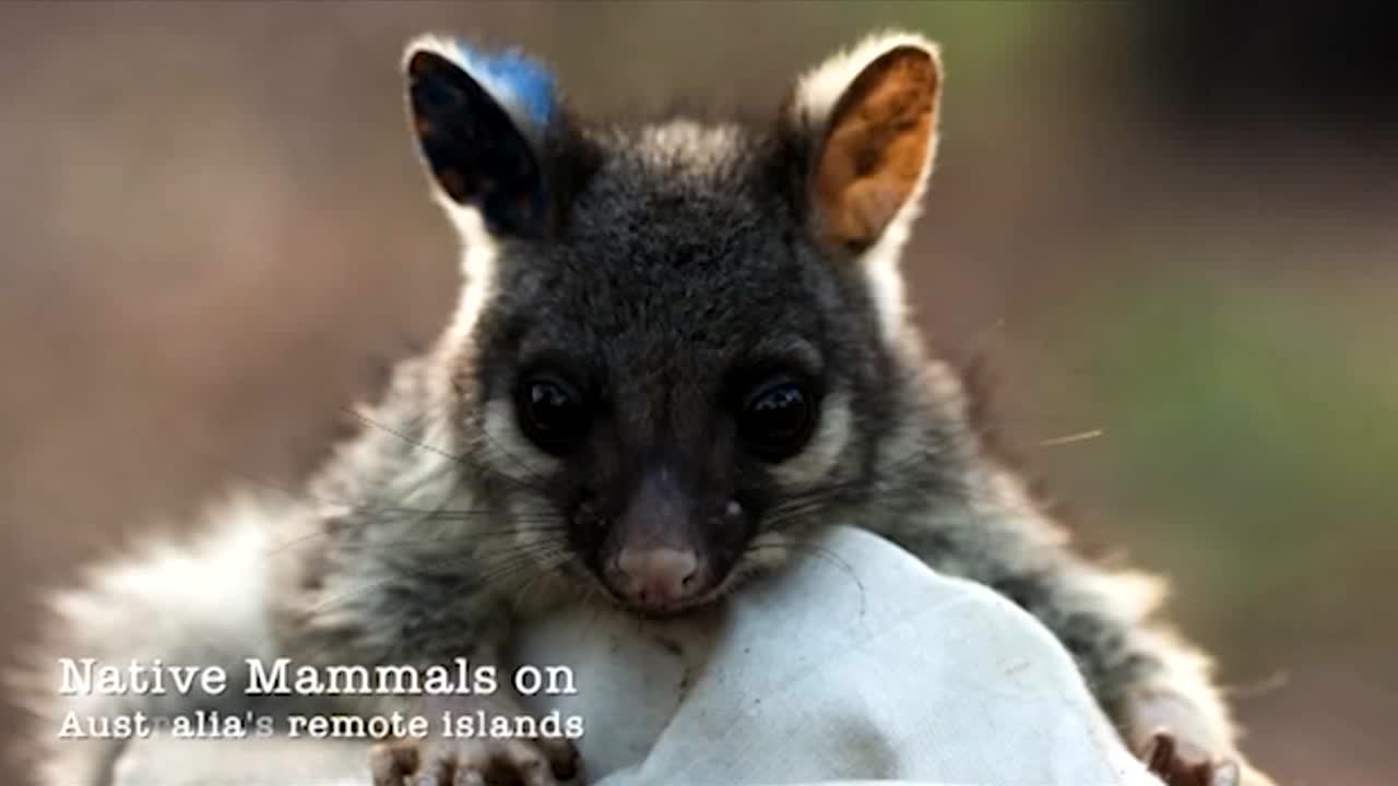 Native animals on Australia's Remote Islands