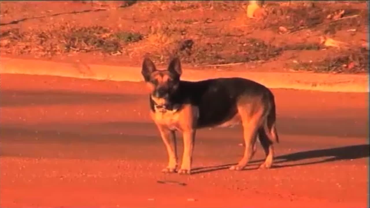 Beagle Bay Community