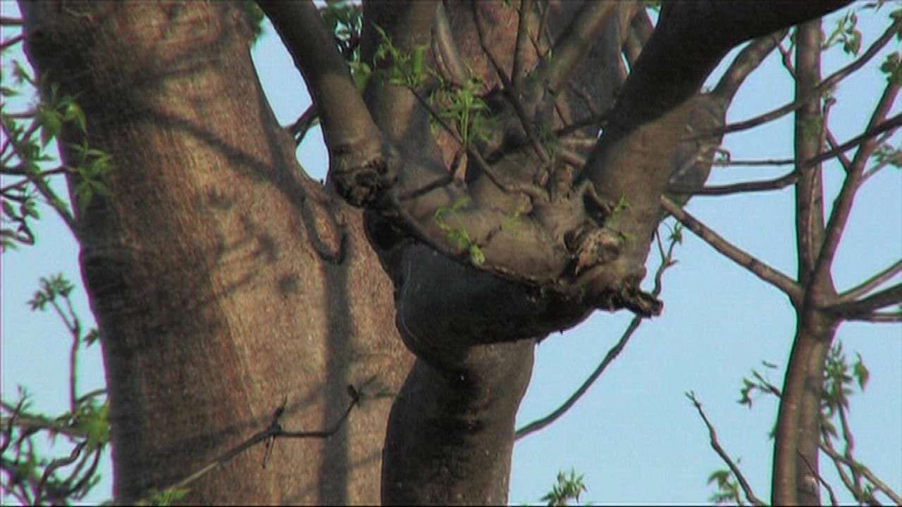 Wittadong's Stories: Larrtkarti Tree